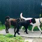 Business 4 image SPA HÔTEL LE CANIN Pet Sitters in Sherbrooke QC