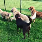 Business 6 image SPA HÔTEL LE CANIN Pet Sitters in Sherbrooke QC