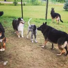 Business 50 image SPA HÔTEL LE CANIN Pet Sitters in Sherbrooke QC