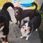 Business 7 image SPA HÔTEL LE CANIN Pet Sitters in Sherbrooke QC