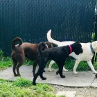 Business 10 image SPA HÔTEL LE CANIN Pet Sitters in Sherbrooke QC