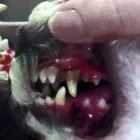 Business 4 image SPAW 4 PAWS Pet Grooming Services in Kingston ON