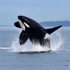 Entreprises 4 image SPRINGTIDE WHALE WATCHING & ECO TOURS travel & tourism dans Victoria BC