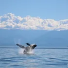 Entreprises 7 image SPRINGTIDE WHALE WATCHING & ECO TOURS travel & tourism dans Victoria BC
