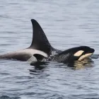 Entreprises 9 image SPRINGTIDE WHALE WATCHING & ECO TOURS travel & tourism dans Victoria BC