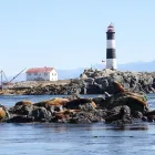 Entreprises 11 image SPRINGTIDE WHALE WATCHING & ECO TOURS travel & tourism dans Victoria BC