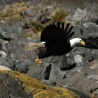 Entreprises 1 image SPRINGTIDE WHALE WATCHING & ECO TOURS travel & tourism dans Victoria BC