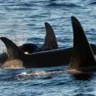 Entreprises 3 image SPRINGTIDE WHALE WATCHING & ECO TOURS travel & tourism dans Victoria BC