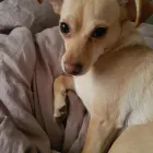 Entreprises 1 image STEPHANIE AND DARCEY'S DOG SITTING BUSINESS Pet & Animal Services dans Vanier ON