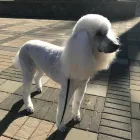 Business 7 image STICKS & BONES DOG GROOMING Pet Grooming Services in Victoria BC