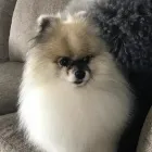 Business 8 image STICKS & BONES DOG GROOMING Pet Grooming Services in Victoria BC