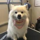 Business 9 image STICKS & BONES DOG GROOMING Pet Grooming Services in Victoria BC