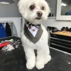 Business 10 image STICKS & BONES DOG GROOMING Pet Grooming Services in Victoria BC