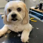 Business 11 image STICKS & BONES DOG GROOMING Pet Grooming Services in Victoria BC