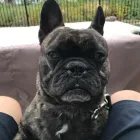 Business 15 image STICKS & BONES DOG GROOMING Pet Grooming Services in Victoria BC