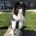 Business 1 image STICKS & BONES DOG GROOMING Pet Grooming Services in Victoria BC