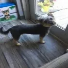 Business 16 image STICKS & BONES DOG GROOMING Pet Grooming Services in Victoria BC