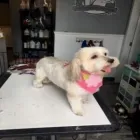 Business 17 image STICKS & BONES DOG GROOMING Pet Grooming Services in Victoria BC