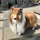 Business 2 image STICKS & BONES DOG GROOMING Pet Grooming Services in Victoria BC