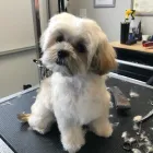 Business 18 image STICKS & BONES DOG GROOMING Pet Grooming Services in Victoria BC