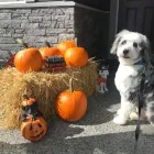 Business 20 image STICKS & BONES DOG GROOMING Pet Grooming Services in Victoria BC