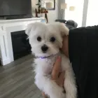 Business 3 image STICKS & BONES DOG GROOMING Pet Grooming Services in Victoria BC