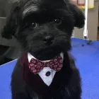 Business 22 image STICKS & BONES DOG GROOMING Pet Grooming Services in Victoria BC