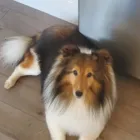 Business 23 image STICKS & BONES DOG GROOMING Pet Grooming Services in Victoria BC