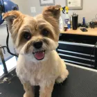 Business 24 image STICKS & BONES DOG GROOMING Pet Grooming Services in Victoria BC