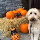 Business 25 image STICKS & BONES DOG GROOMING Pet Grooming Services in Victoria BC