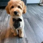 Business 26 image STICKS & BONES DOG GROOMING Pet Grooming Services in Victoria BC