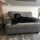 Business 4 image STICKS & BONES DOG GROOMING Pet Grooming Services in Victoria BC