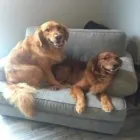 Business 6 image STICKS & BONES DOG GROOMING Pet Grooming Services in Victoria BC