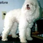 Business 3 image SUDS 'N' SCISSORS PET SALON Pet Grooming Services in Victoria BC