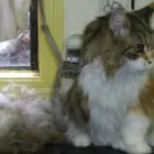 Business 4 image SUDS 'N' SCISSORS PET SALON Pet Grooming Services in Victoria BC