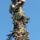 Business 4 image SULLIVAN TREE SERVICE LTD Tree Work & Forestry Services in Calgary AB