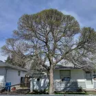 Business 5 image SULLIVAN TREE SERVICE LTD Tree Work & Forestry Services in Calgary AB