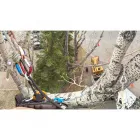 Business 6 image SULLIVAN TREE SERVICE LTD Tree Work & Forestry Services in Calgary AB