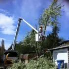 Business 1 image SULLIVAN TREE SERVICE LTD Tree Work & Forestry Services in Calgary AB