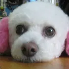 Entreprises 2 image THAT'S ONE HAPPY DOG! Pet Sitters dans Nanaimo BC