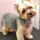 Entreprises 3 image THAT'S ONE HAPPY DOG! Pet Sitters dans Nanaimo BC