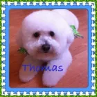 Entreprises 1 image THAT'S ONE HAPPY DOG! Pet Sitters dans Nanaimo BC