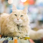 Entreprises 8 image THE BOOK MAN Shopping dans Chilliwack BC