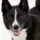 Business 1 image THE DOGGO'S Pet Sitters in Etobicoke ON