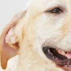 Business 2 image THE DOGGO'S Pet Sitters in Etobicoke ON