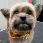 Business 2 image THE GRATEFUL POOCH GROOMING & DESIGN Pet Grooming Services in Victoria BC