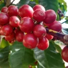 Business 3 image THE MEXICAN ARABICA BEAN COMPANY Tea & Coffee Merchants in Richmond Hill ON