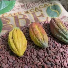 Business 5 image THE MEXICAN ARABICA BEAN COMPANY Tea & Coffee Merchants in Richmond Hill ON