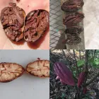 Business 11 image THE MEXICAN ARABICA BEAN COMPANY Tea & Coffee Merchants in Richmond Hill ON