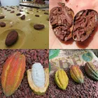 Business 2 image THE MEXICAN ARABICA BEAN COMPANY Tea & Coffee Merchants in Richmond Hill ON